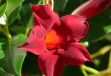 Jak przezimować Sundaville w domu?