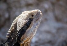 Ile kosztuje tuatara?