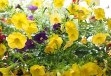 Jak używać dzwonków Koshi? Jak używać dzwonków Koshi?