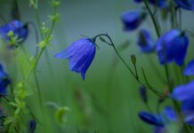 Czy Campanula to roślina wieloletnia? Czy Campanula to roślina wieloletnia?