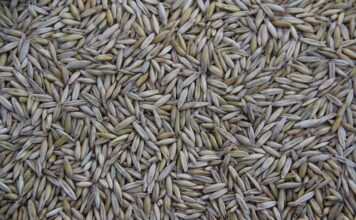 Kto produkuje samochody Jeep?