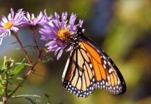 Ile kosztuje nowa Astra k?