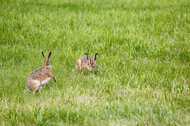 Jak podłączyć lampę w ogrodzie? Jak podłączyć lampę w ogrodzie?