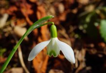 Jaka jest najbardziej trująca roślina w Polsce?