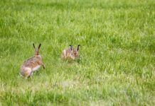 Jak zamontować lampę na elewacji?