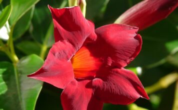 Czy Sundaville się przycina na zimę?