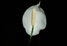 Gdzie w domu postawić skrzydłokwiat?