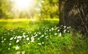 Co oznacza kwiat dzwonek?