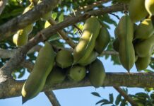 Gdzie jest produkowany Austral? Gdzie jest produkowany Austral?