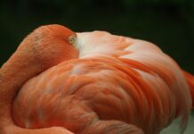 Jak odłączyć alarm meta system?