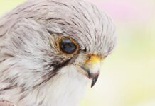 Co może być obiektem regulacji?