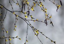 Czy brzoza brudzi komin?