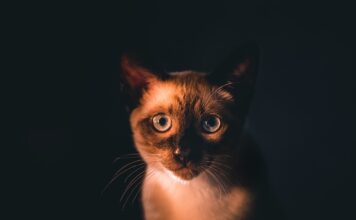 Sucha karma dla kota